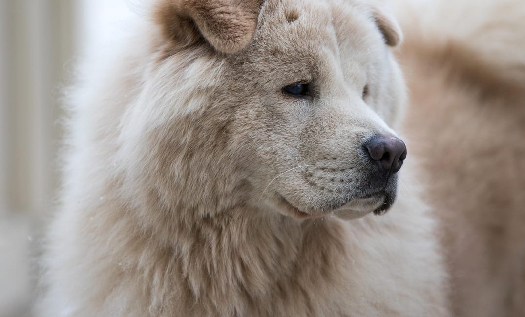 Cognitive Dysfunction in Older Dogs: Signs and Support Strategies