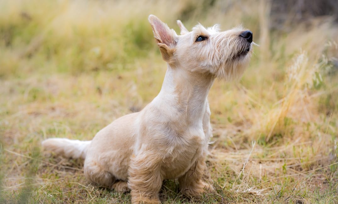 9 Ways Senior Dogs Love You Deeper Than You Realize