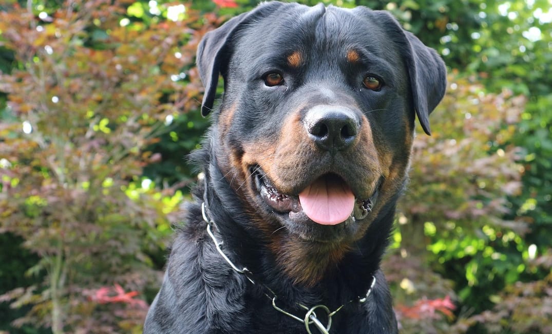 When Is a Rottweiler Considered a Senior Dog?