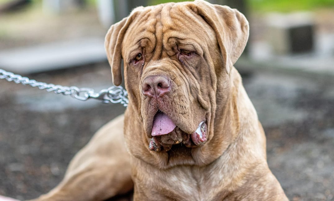 9 Ways to Spoil Your Senior Dog (Without Breaking the Bank)