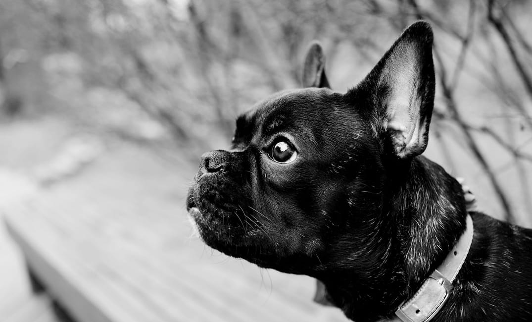 Saying Goodbye with Grace: Helping Senior Dogs Cross the Rainbow Bridge