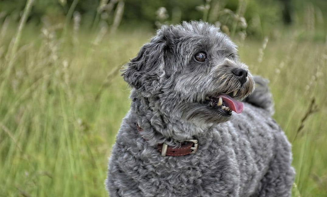 10 Heart-Melting Reasons Senior Dogs Are Pure Soulmates