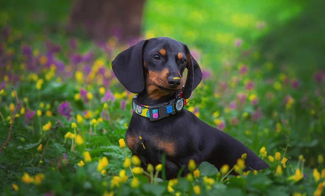 When Is a Dachshund Considered a Senior Dog?