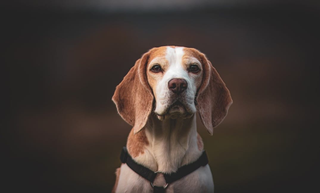 When Is a Beagle Considered a Senior Dog?
