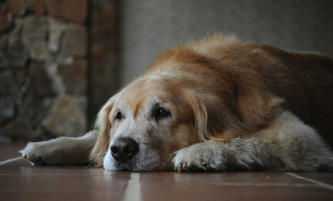 6 Simple Rituals to Deepen Your Bond With an Aging Pup