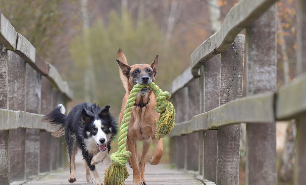11 Fun Activities That Keep Senior Dogs Feeling Young