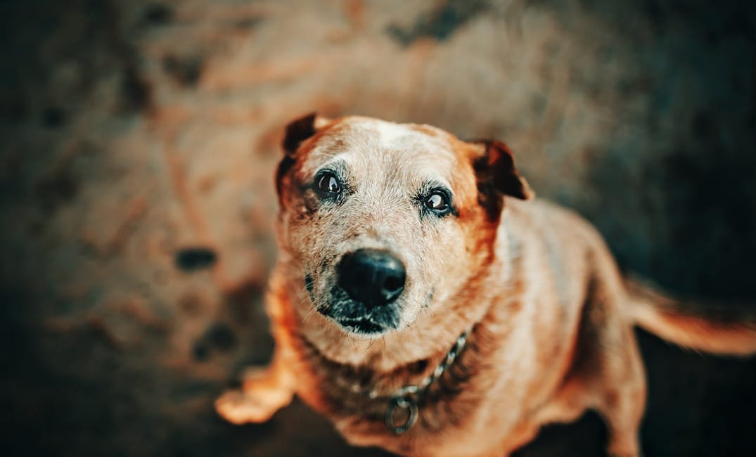13 Reasons Senior Dogs Make Life Infinitely Better