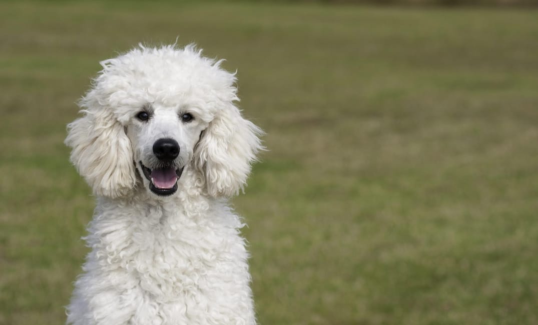 When Is a Poodle Considered a Senior Dog?