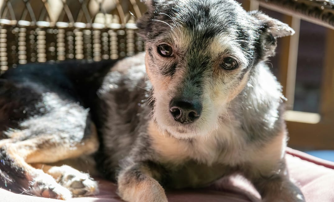 11 Genius Ways to Make Life Easier for Your Aging Dog