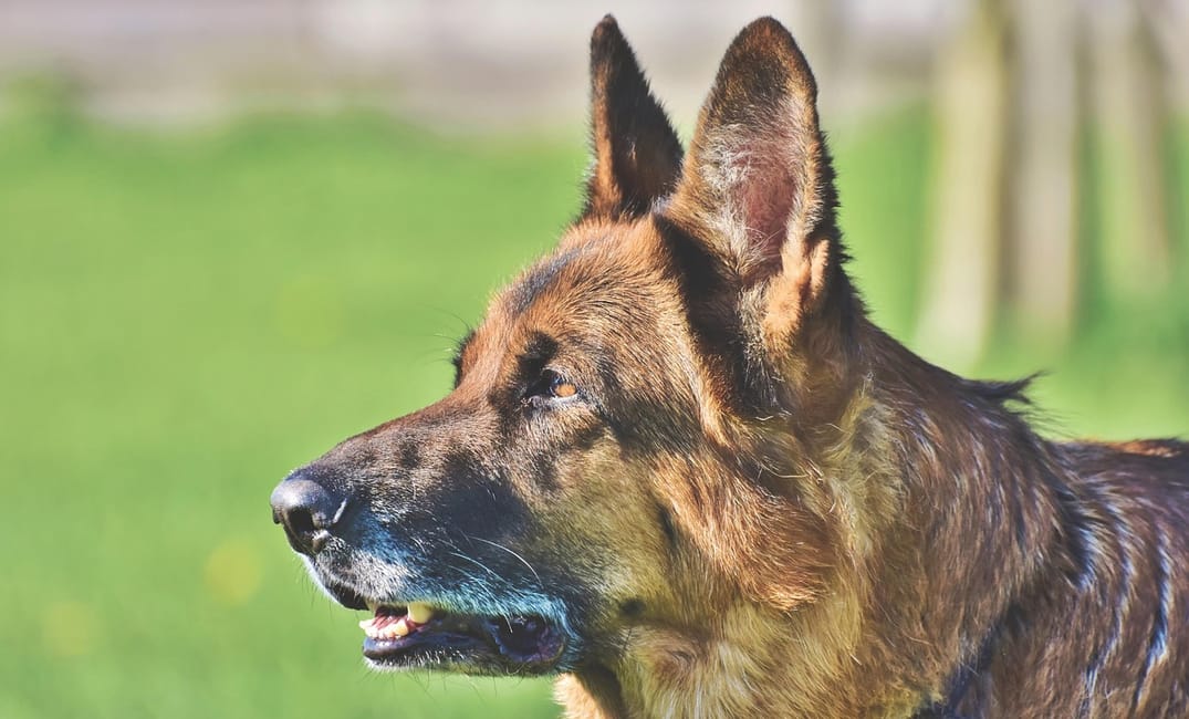 Why Adopting a Senior Dog Might Be the Best Decision You Ever Make