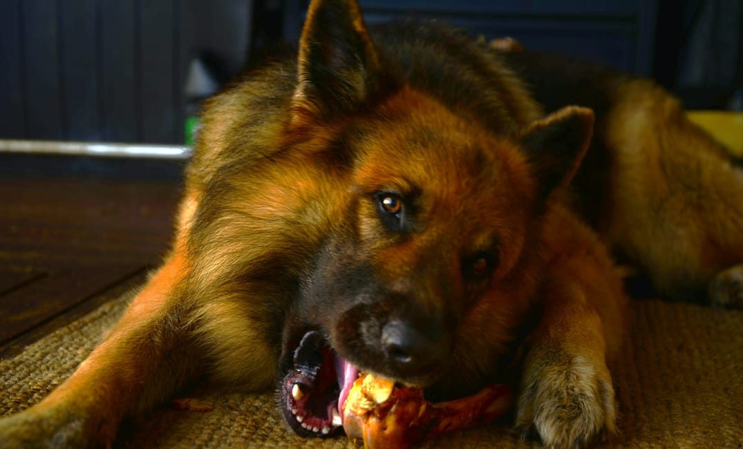 8 Fun Games Even the Oldest Dogs Can Still Enjoy