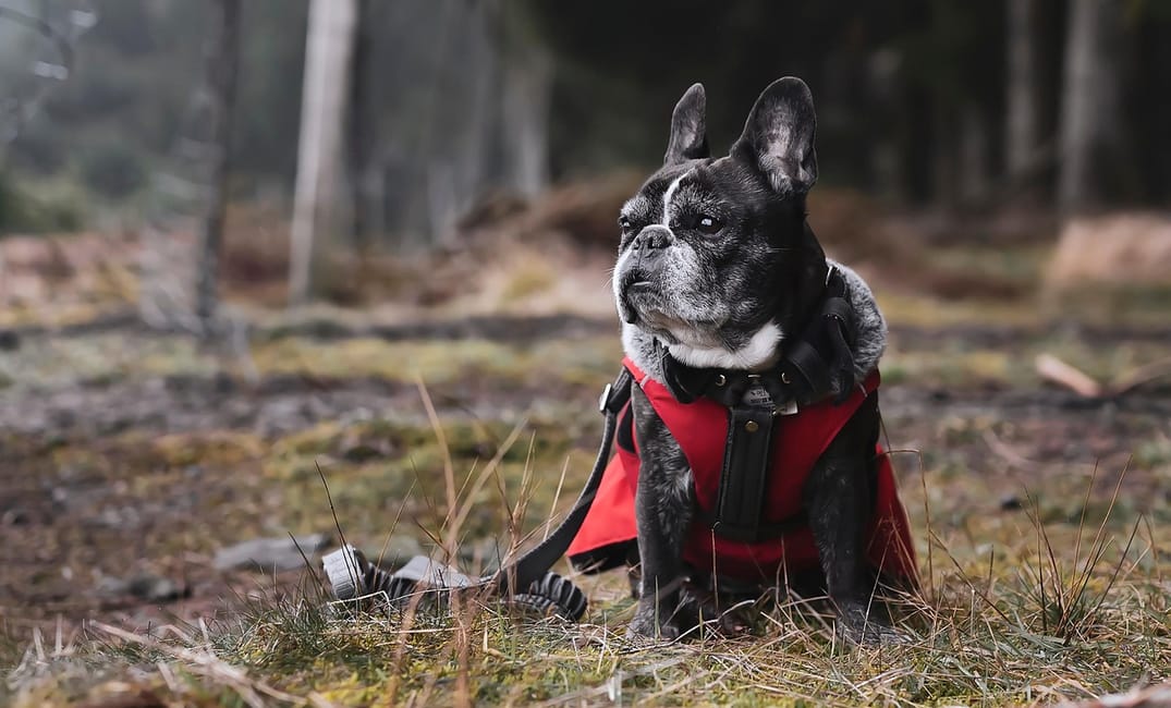 When Is a French Bulldog Considered a Senior Dog?