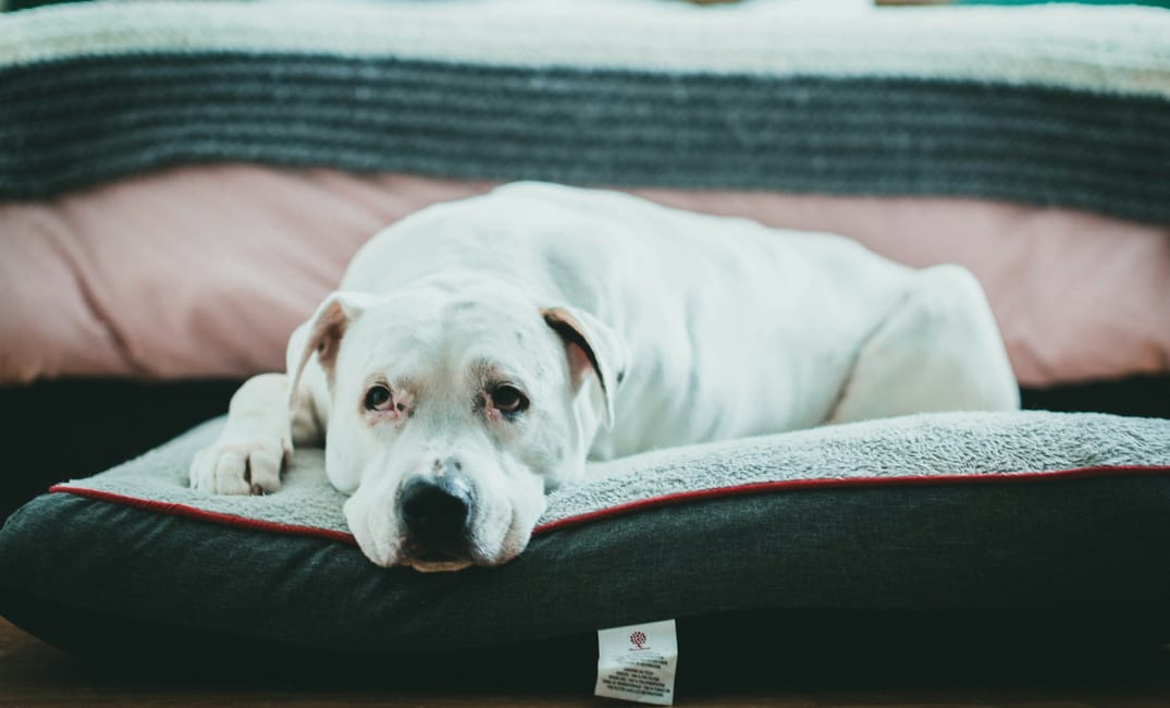 7 Daily Habits That Help Senior Dogs Live Longer