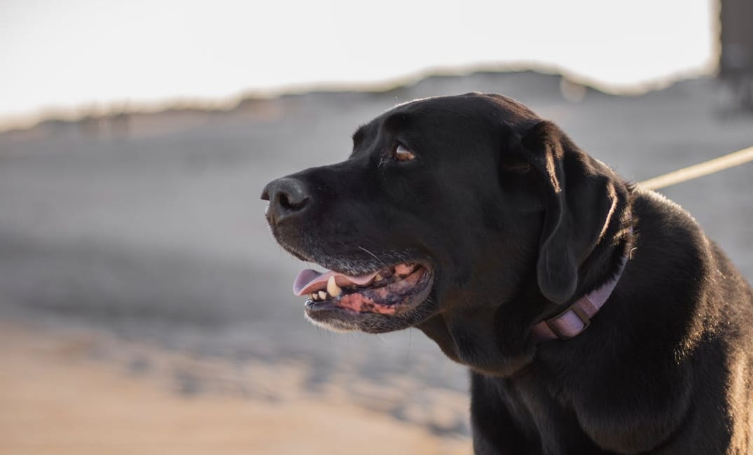 11 Things Only Owners of Gray-Muzzled Dogs Will Understand