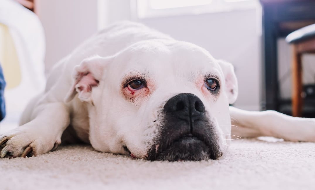 4 Peptides That Can Boost Your Senior Dog's Vitality