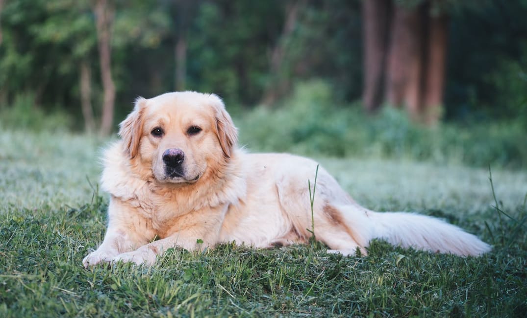 10 Things You Should Never Say Around a Senior Dog