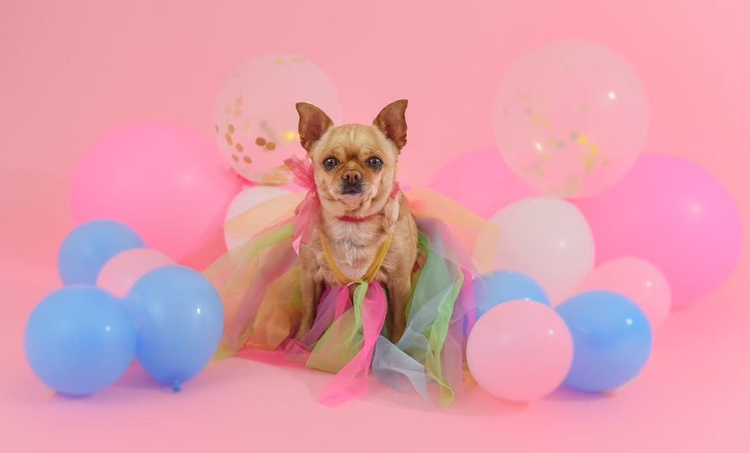 8 Creative Ways to Celebrate Your Dog’s Final Years