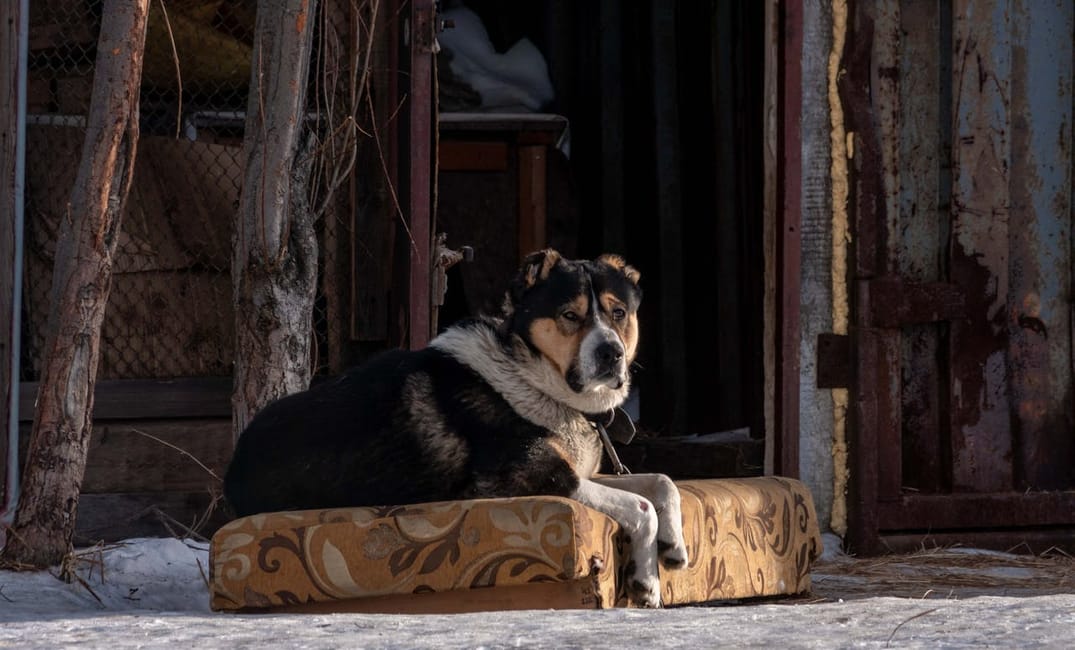 6 Daily Routines That Keep Senior Dogs Thriving