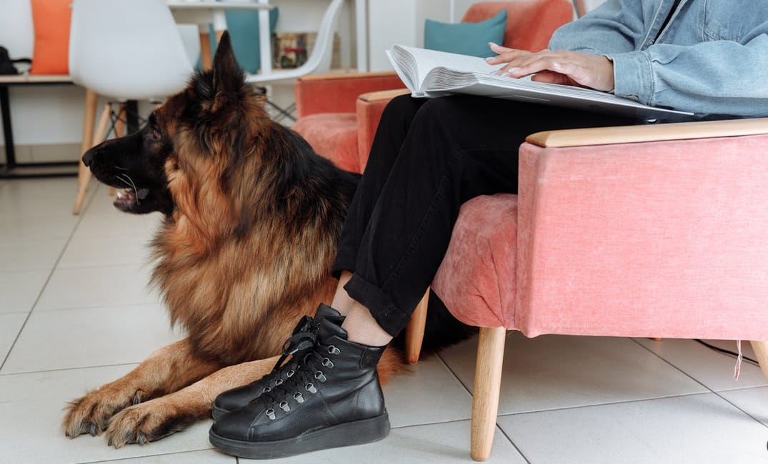 10 Sweet Moments You’ll Only Share With a Senior Dog