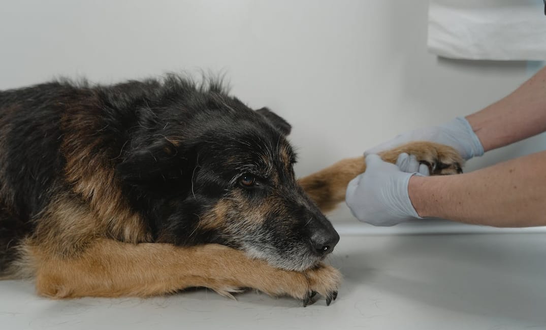 9 Questions to Ask at Your Senior Dog’s Next Vet Visit
