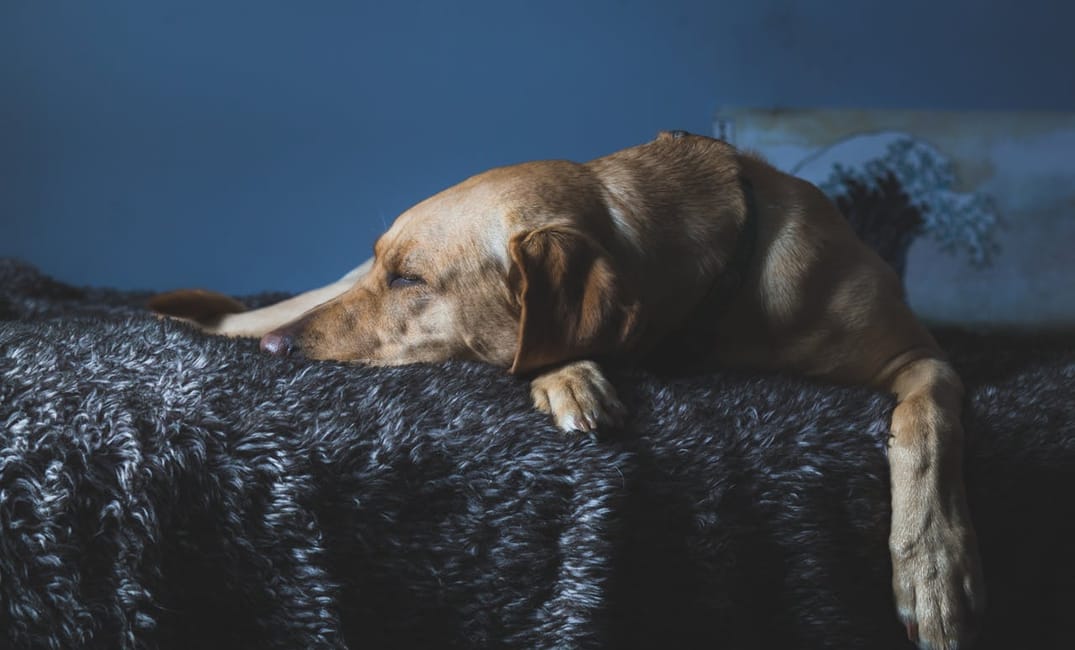 13 Easy Home Adjustments for Senior Dog Safety