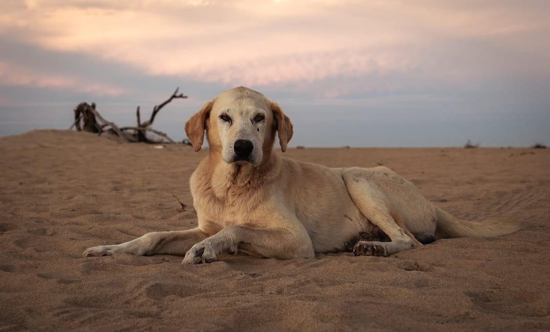 15 Unexpected Benefits of Living With a Senior Dog