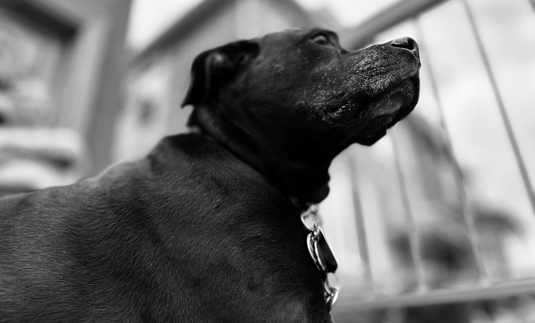 7 Common Mistakes Owners Make With Senior Dogs (And How to Avoid Them)