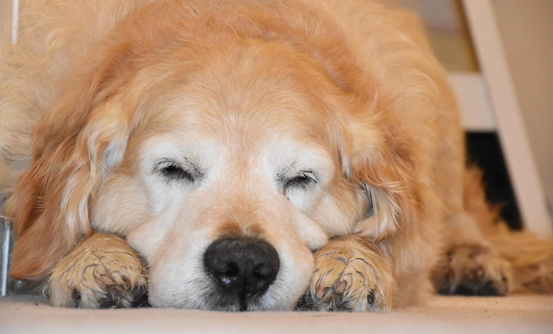 5 Senior Dog Sleep Struggles (And How to Help)