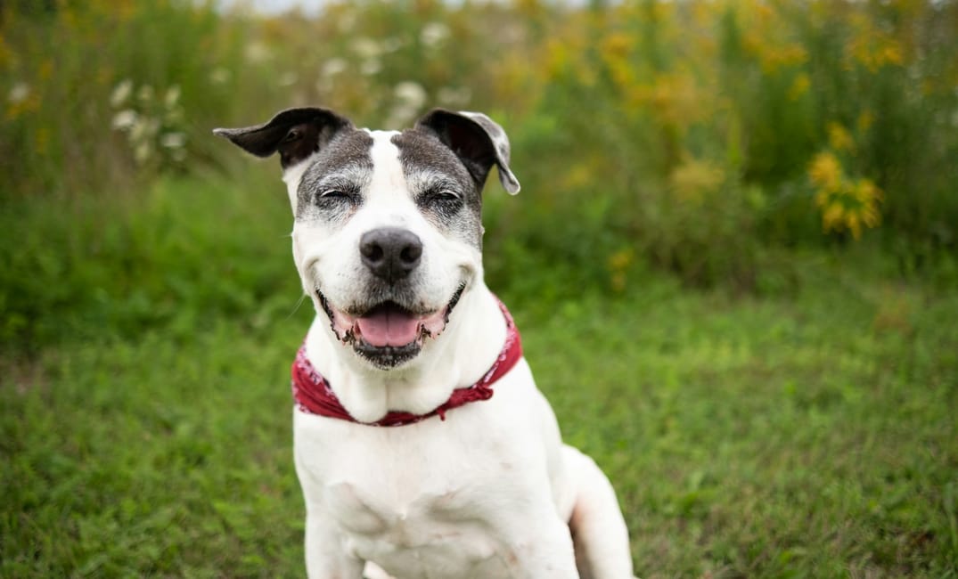 11 Signs Your Senior Dog Is Happier Than Ever