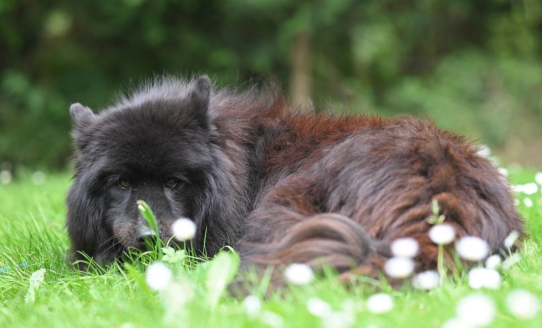 5 Ways to Say Thank You to the Dog Who’s Given You Everything