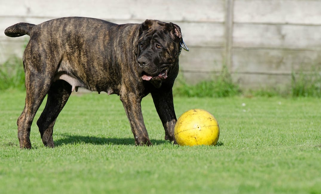 11 Quiet Moments With Senior Dogs That Stay With You Forever