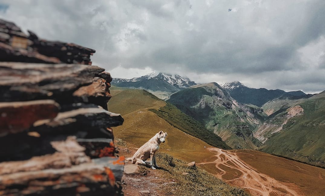 7 Fun Ways to Document Your Senior Dog’s Final Chapter