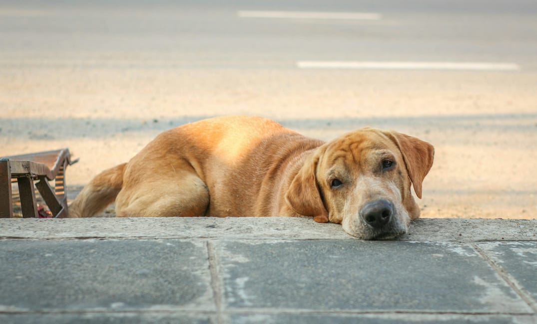 8 Tips for Photographing Your Senior Dog Beautifully
