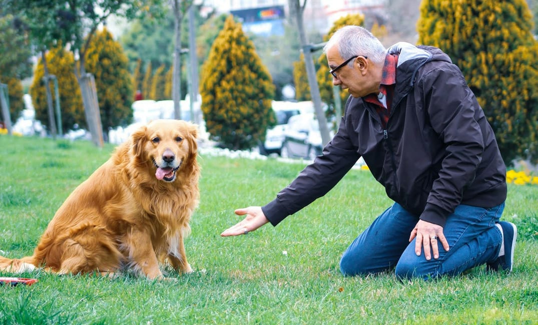 6 Reasons Senior Dogs Are the Ultimate Therapy Companions
