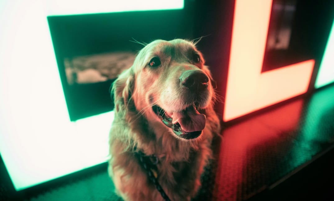 Chronic Inflammation and How to Reverse It in Aging Dogs