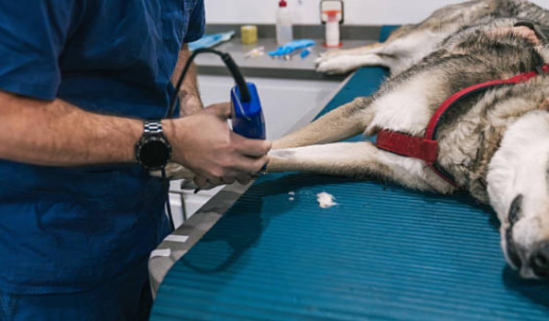 Cryotherapy for Dogs? How Cold Exposure Is Being Used for Inflammation, Pain & Longevity