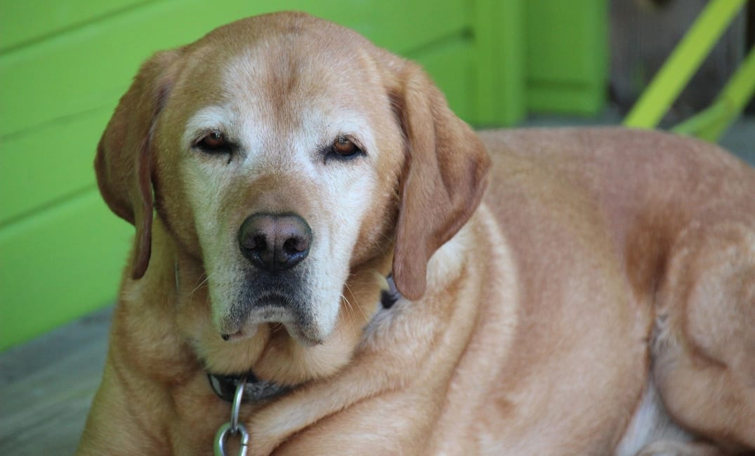 10 Funny Quirks Only Senior Dog Owners Can Appreciate