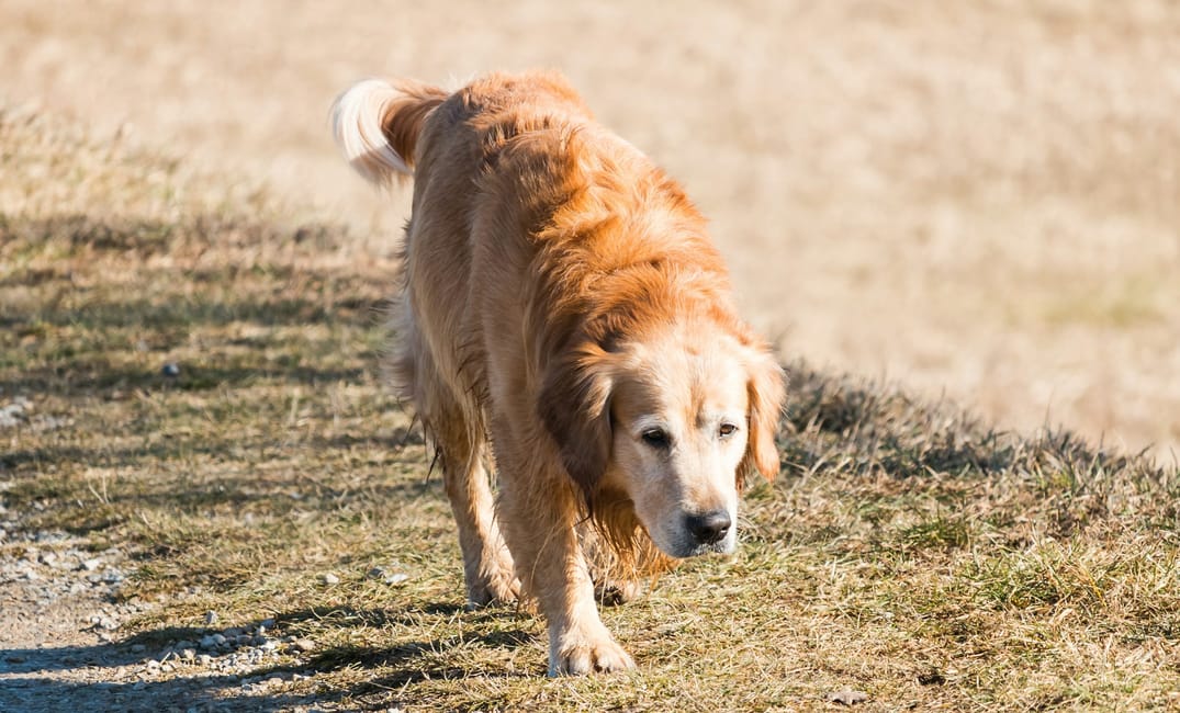Strength-Training Exercises That Add Years to Your Senior Dog’s Life