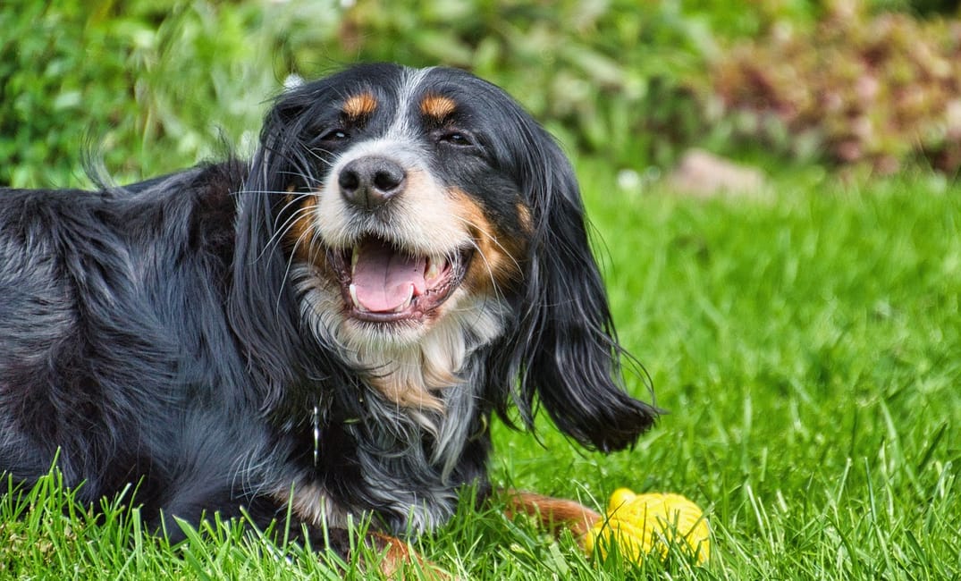 10 Gentle Games to Keep Older Dogs Active and Joyful