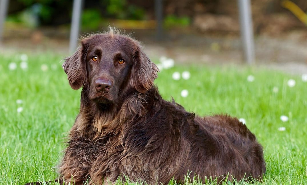 7 Things to Thank Your Senior Dog For Right Now