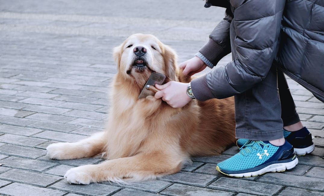 7 Natural Remedies That Can Help Senior Dogs Feel Better