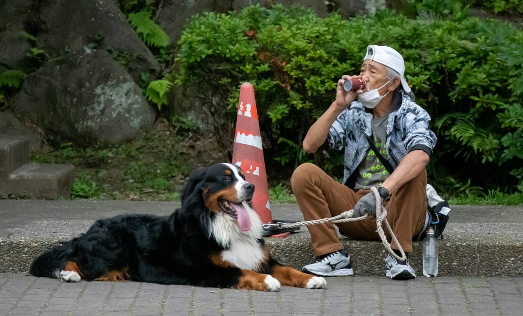 11 Ways Senior Dogs Change the Way You Love