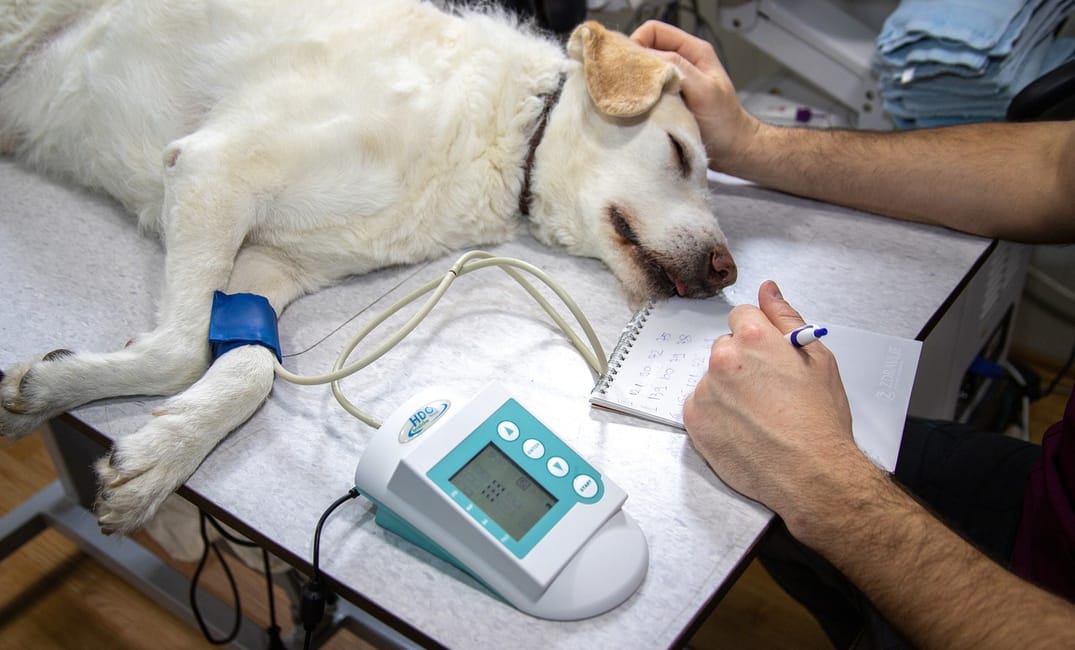 Hyperbaric Oxygen Therapy for Dogs: Does It Really Heal Injuries and Slow Aging?