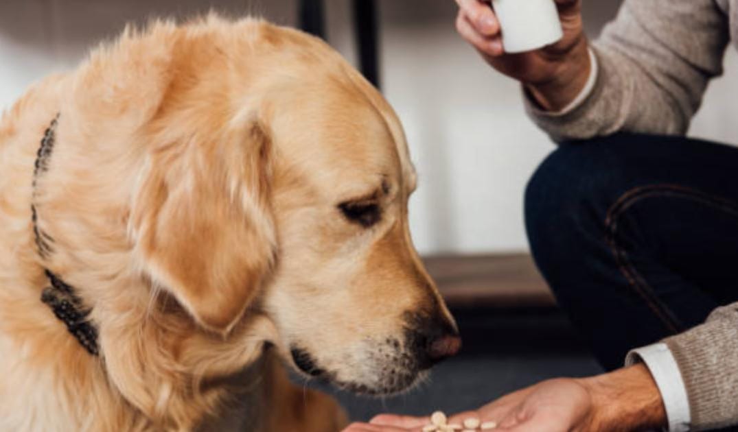 Can Melatonin Slow Aging? Sleep-Longevity Connections in Senior Dogs