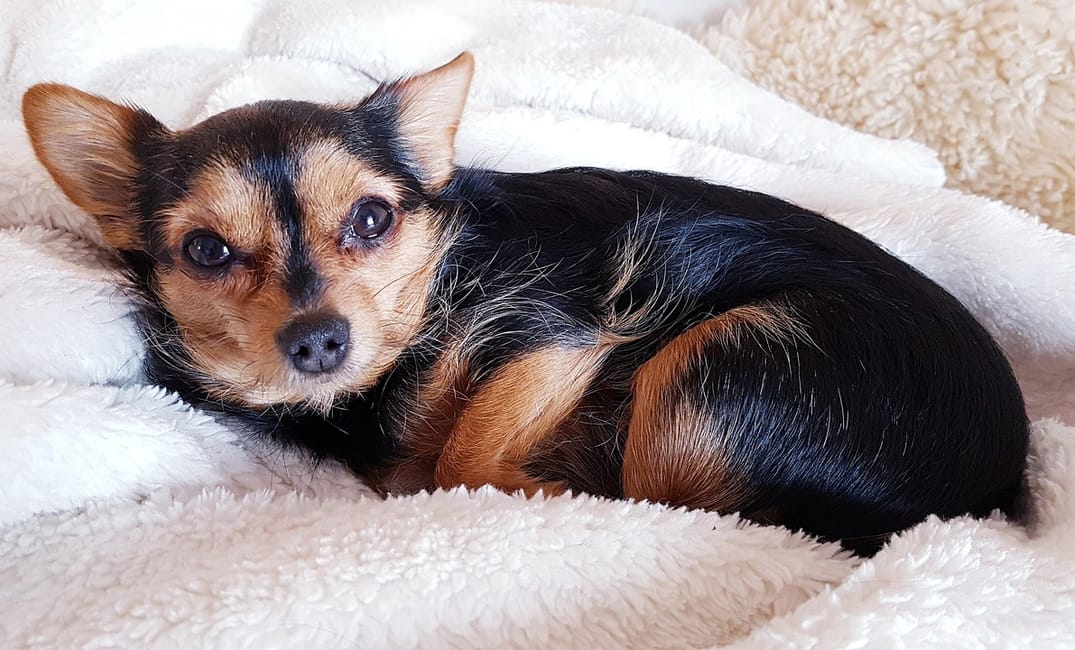 Peptide Thymalin: Reviving Immune Function in Elderly Dogs