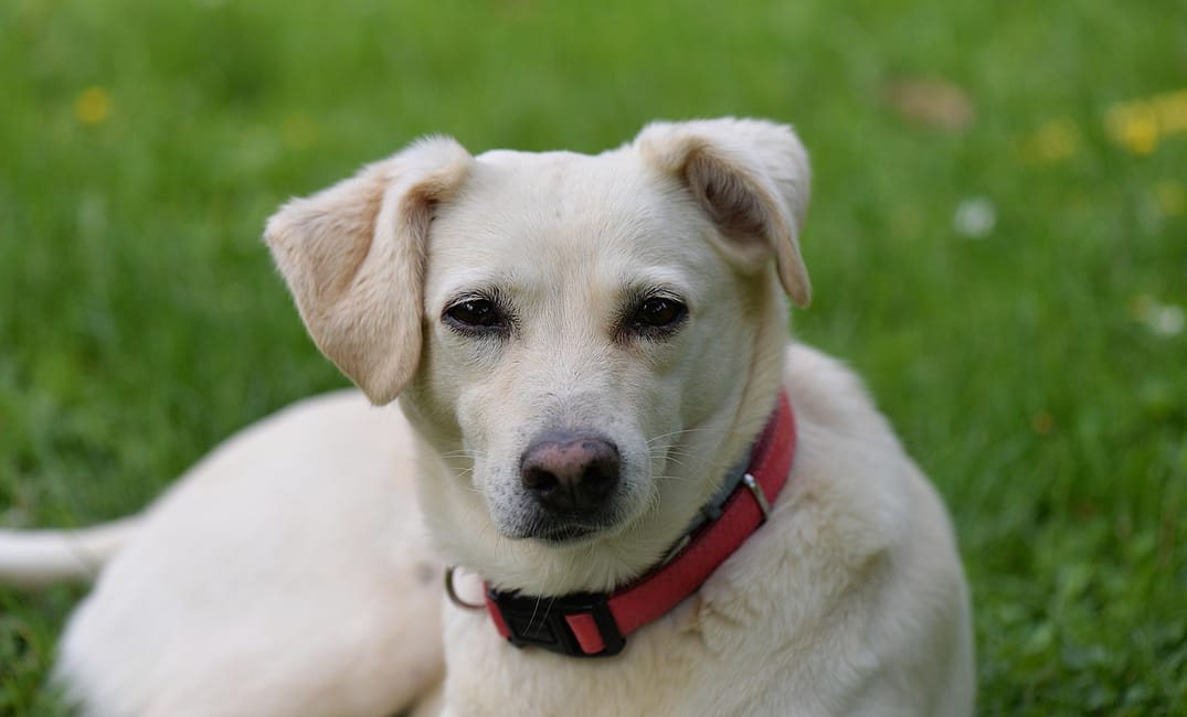 Advanced IV Therapies for Senior Dogs: Ozone, High-Dose Vitamin C & More