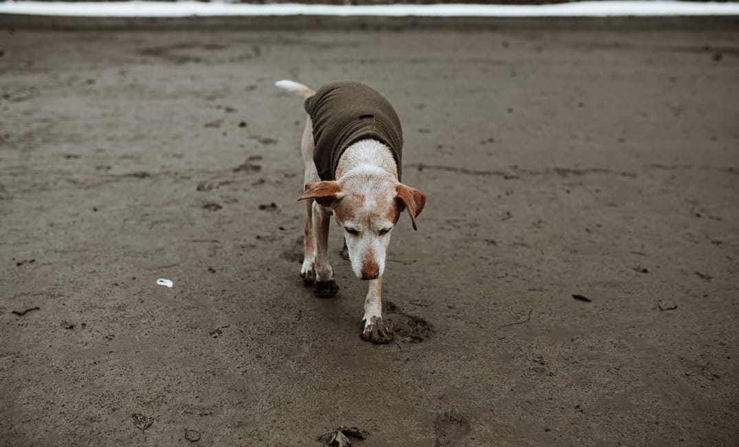 How Apigenin & Other Flavonoids May Support Joint & Brain Longevity in Senior Dogs