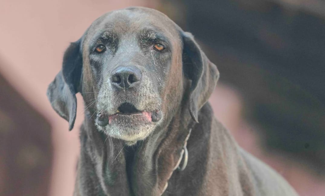 Taurine for Brain and Heart Longevity in Older Dogs: What Dosage Is Right?