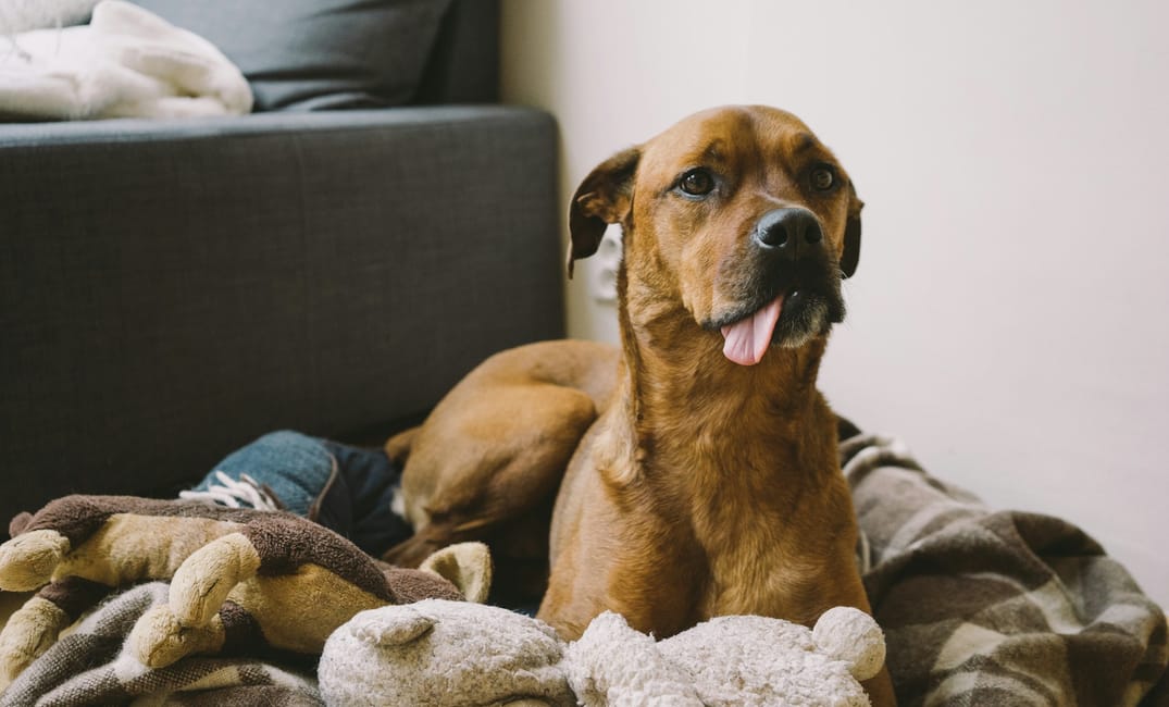 “My Senior Dog Can’t Hold It Overnight”: what it could mean and what to do