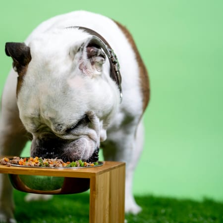 Image of: The Best Diet for Senior Dog Longevity